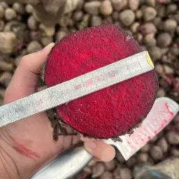 Acheter des betteraves rouges : Fraîches du champ, divers calibres