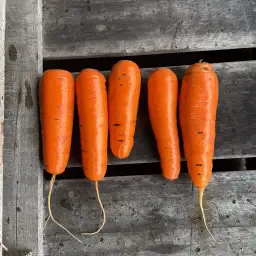 Verse wortelen te koop: 500 ton, Coralina en Bolivar