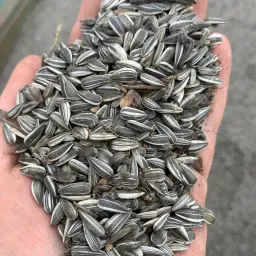 Zonnebloementeelt met contract aangeboden