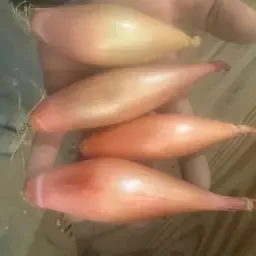 Banaansjalot ontstaarten & verpakken gezocht