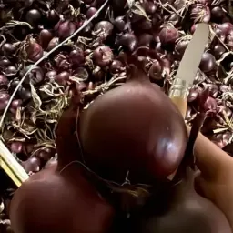 Rode uien kopen | Topkwaliteit Red Ray uien