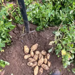 Zoeken grote aardappelen, extra grote aardappelen