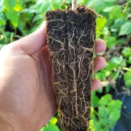 Paulownia bomen kopen: Kiri zaailingen in tray