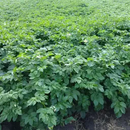 Търси се земя за отглеждане на картофи