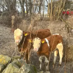 Fleckvieh Afgespeende Kalveren Te Koop, Ongeveer 200kg
