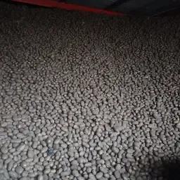 Aardappelen met 17.5% zetmeel beschikbaar