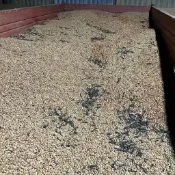 Tuinbonen Oogst 2025 te koop - Ongeveer 4 ton