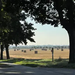 Goudgeel tarwestro te koop | Oogst 2025