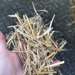 Triticale stro rondbalen (1.50m) te koop
