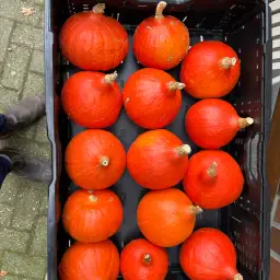 Hokkaido pompoenen: Amoro variëteit, vers van het land