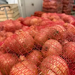 Uien 70+ Hybelle F1 - Koop topkwaliteit uien