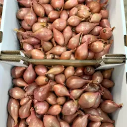 Sjalotten kopen: Topkwaliteit direct van voorraad