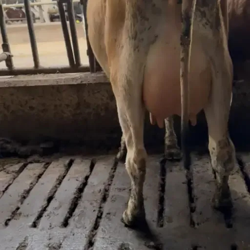 Najlepsze jałówki Jersey: Wysoki potencjał produkcyjny