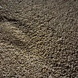 Voeder tarwe te koop: 7 ton, conventionele teelt