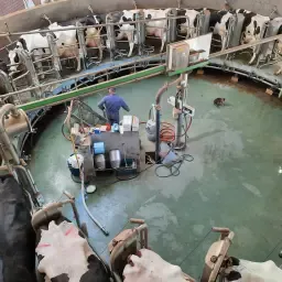 Melkstal Westfalia 24 stands - Goed Onderhouden