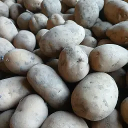 Bintje A aardappelen te koop - Alle maten beschikbaar