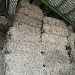 Stro van tarwe, koolzaad & hooi kopen - Hoge kwaliteit | Landbouw