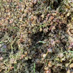 Verse druivenpulp: Direct van de pers!