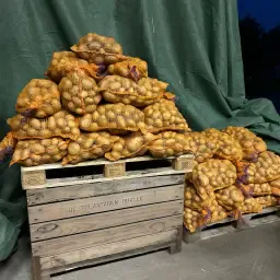 BELANA & JELLY aardappelen beschikbaar