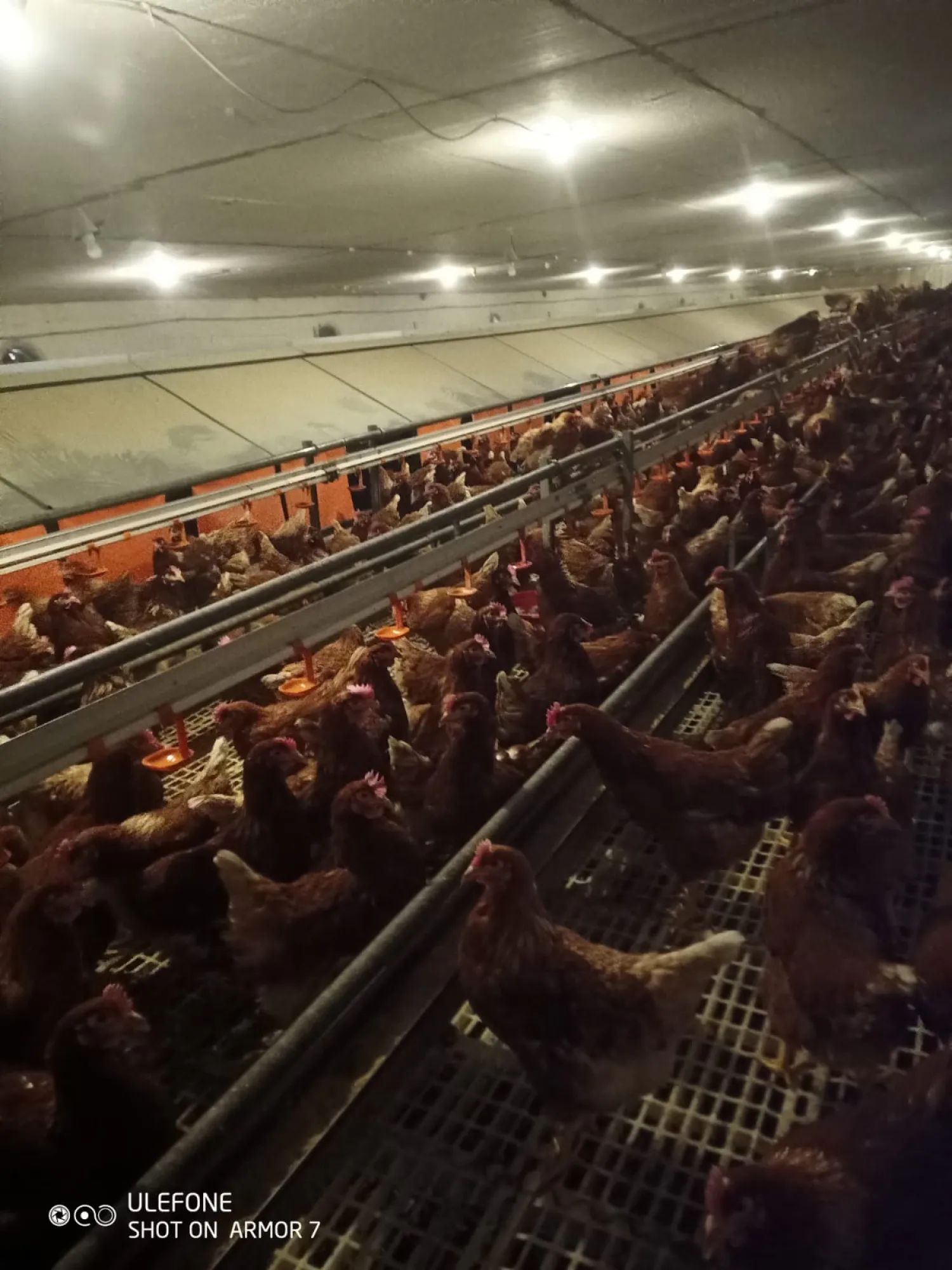 Leghennen Stalleinrichtungen: Kotgrubben System voor 3500 kippen