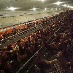 Leghennen Stalleinrichtungen: Kotgrubben System voor 3500 kippen