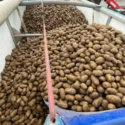Biologische aardappelen voor de industrie rechtstreeks van teler
