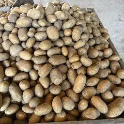 Biologische consumptieaardappelen - Oogst 2026