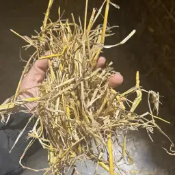 Stro Vierkante Balen 120x90x235cm, 500kg