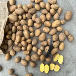 Agria Aardappelen 0-50 Planetproof/GlobalGAP, 20 ton