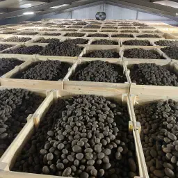 Fontane aardappelen te koop – Rechtstreeks uit opslag