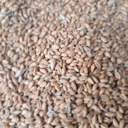 Wheat, Patras Variety, 30 Tons, 13% Protein