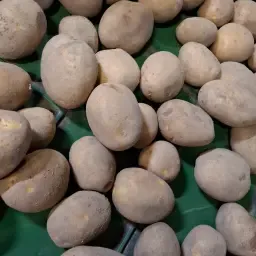 Agria E Potatoes: Chilled Storage, Various Sizes