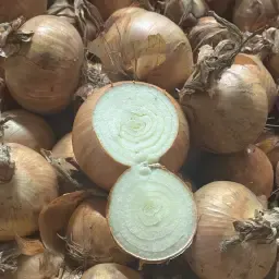 Ceapă galbenă căutată pentru industrie | 0-40 mm