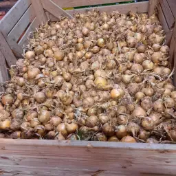 Ceapă Galbenă Hyroad de Vândzare - Aproximativ 450 kg