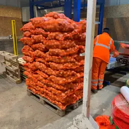 Ceapă de vânzare: 5+ și 3,5-5,5+, 500 de tone disponibile