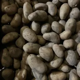 Картопля Spunta PB4 - Сертифіковане насіння