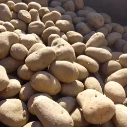 Потрібна насіннєва картопля Ханза | Доступні різні розміри