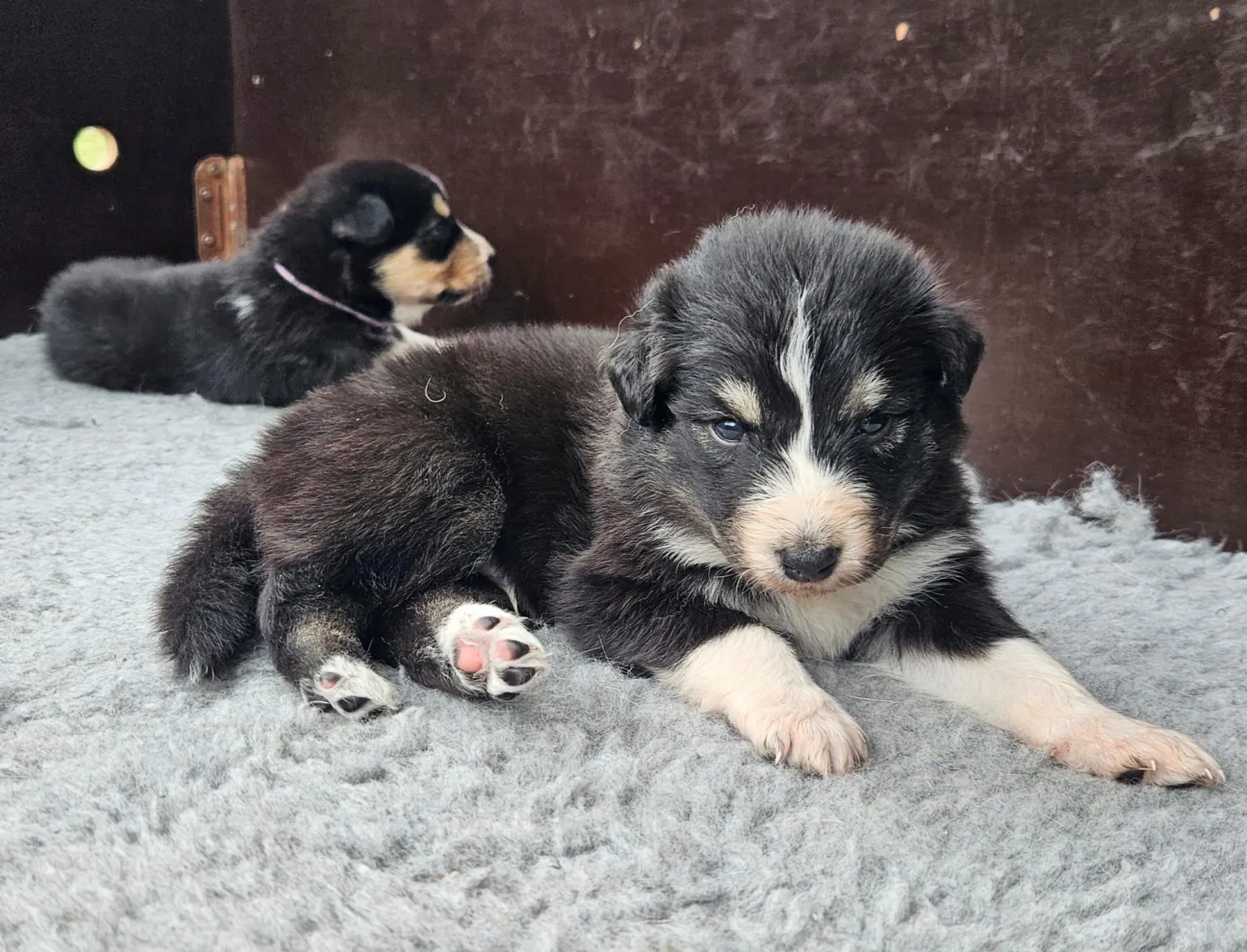 Husky x Kuvasz Puppies zoeken actief baasje!