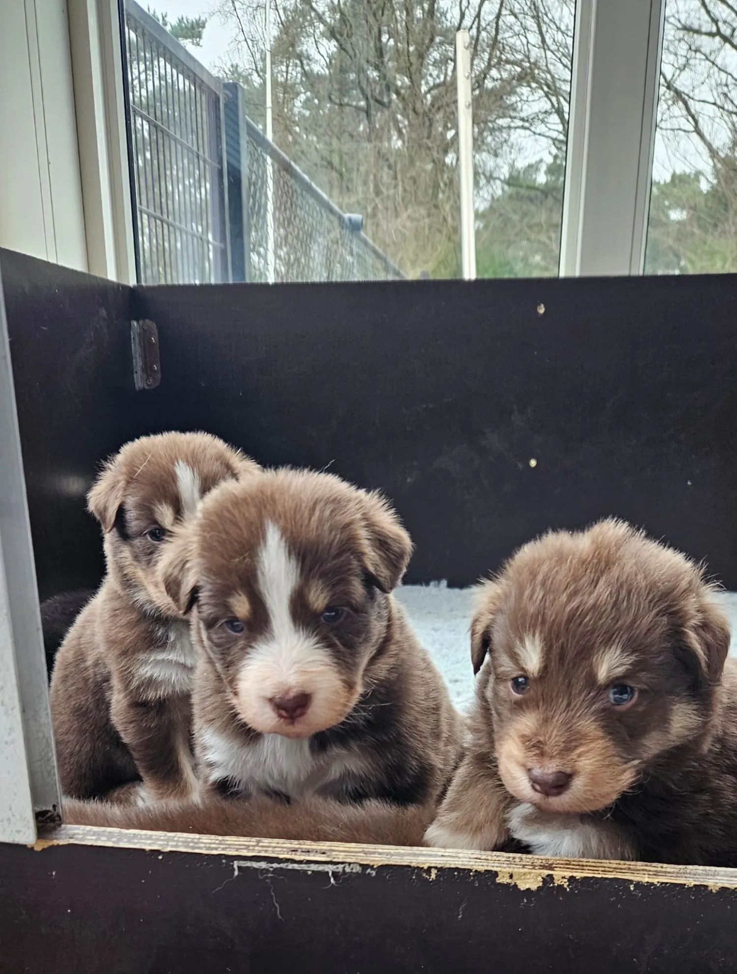 Husky x Kuvasz Puppies zoeken actief baasje!