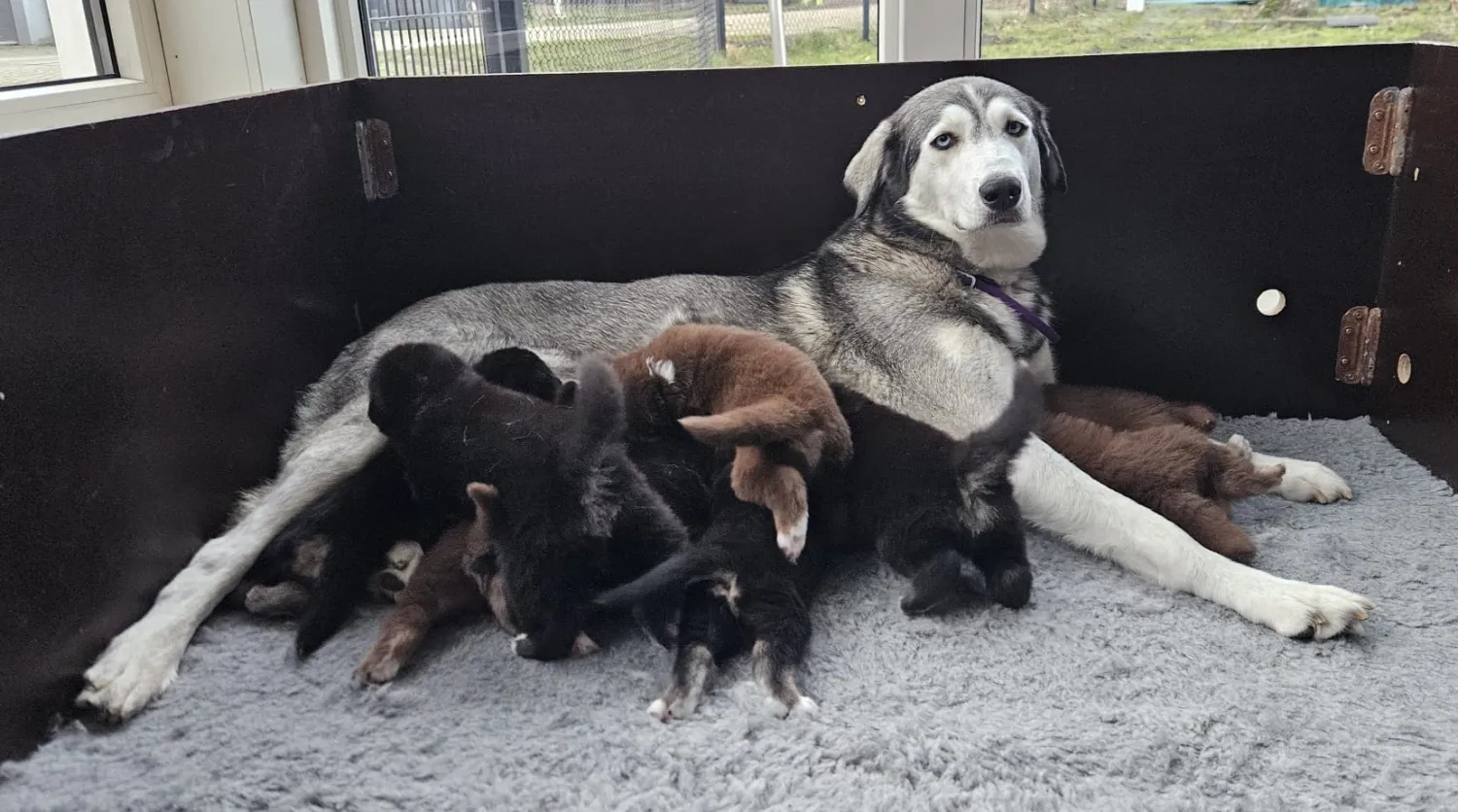 Husky x Kuvasz Puppies zoeken actief baasje!