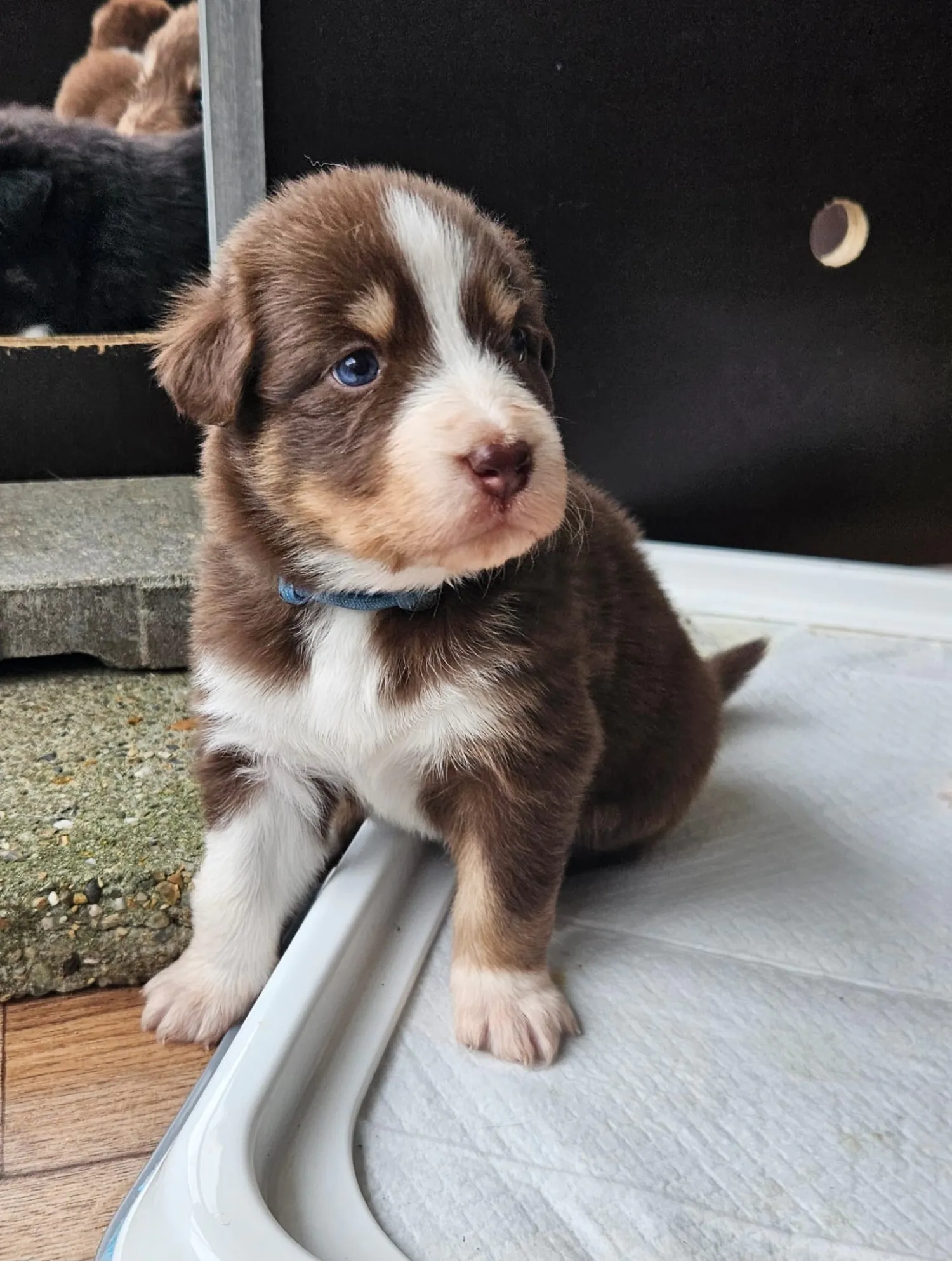 Husky x Kuvasz Puppies zoeken actief baasje!