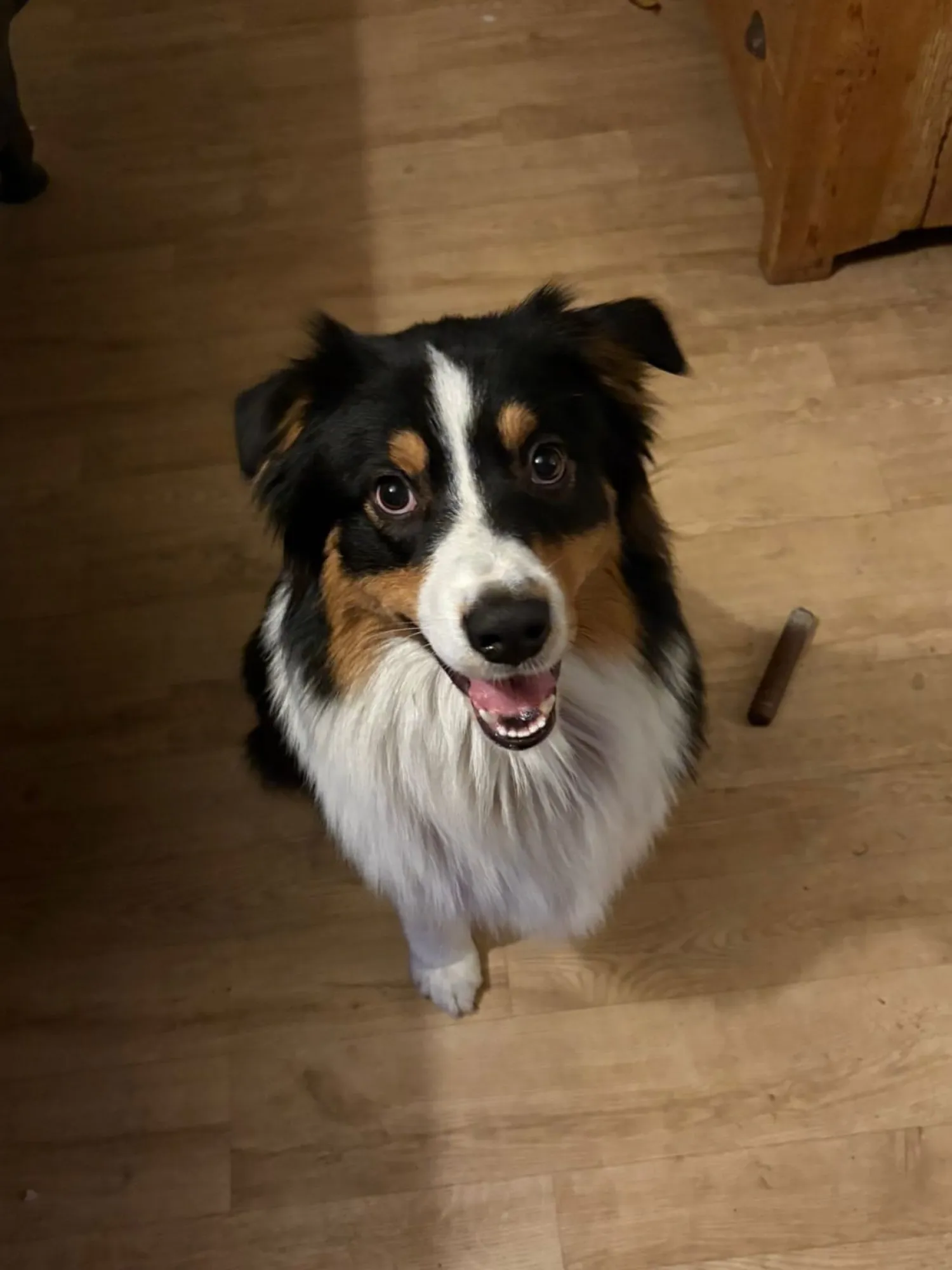 Husky x Kuvasz Puppies zoeken actief baasje!