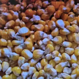 Mais kaufen/verkaufen: 600 Tonnen Kornermais verfügbar