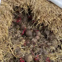 Rode bieten te koop: 1100 ton, maat 50-120