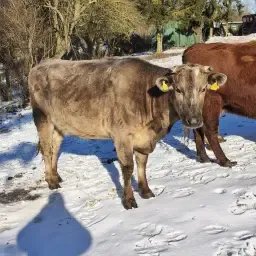 Koe te koop: 4 jaar oud, één keer gekalfd