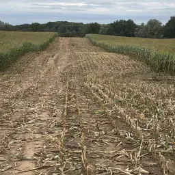 Te Koop: 5000t Kuilmaïs Jaarlijks Vanaf 2027