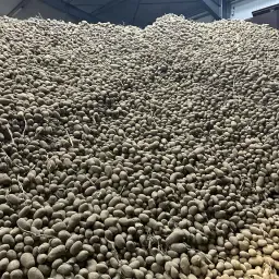 Buy Animal Feed Potatoes - Competitive Prices on Bulk