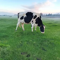 Drachtige melkkoeien te koop - Hoogproductieve koeien