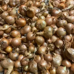 Plantsjalotten Golden Gourmet Kopen | Maat 8/14