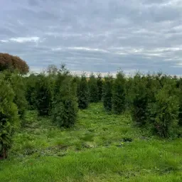 Thuja Brabant 180cm - Goedkope restpartij!